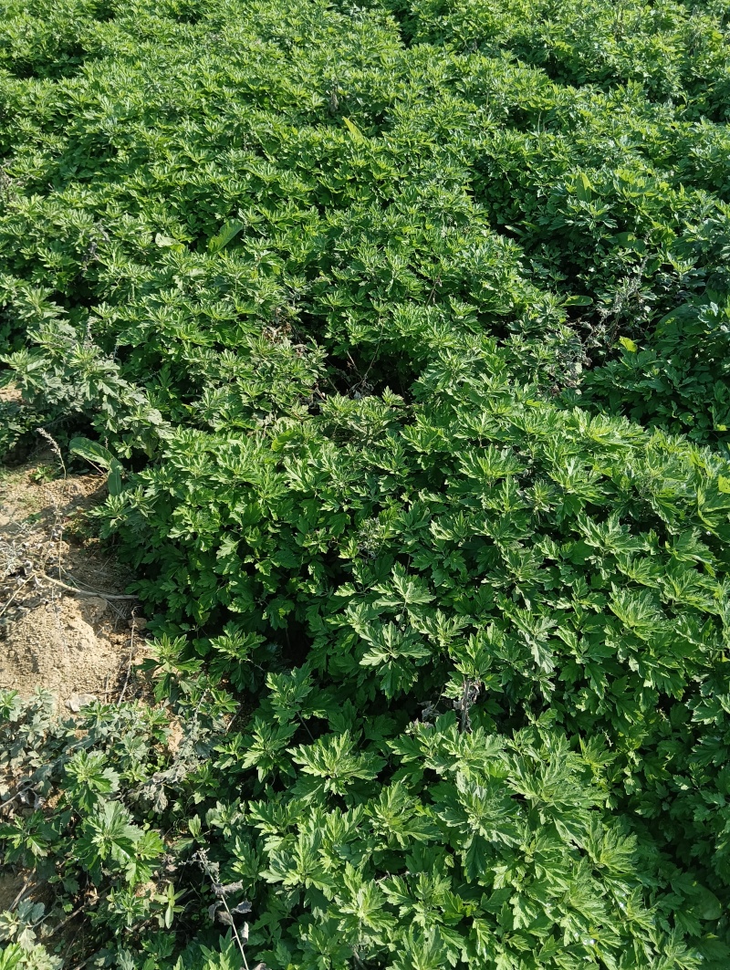 蕲艾艾苗湖北黄冈蕲春蕲艾种苗艾根种子种苗艾草种苗产地