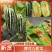 博洋九号头茬精品口感脆甜按需求提供纸箱礼品盒泡沫箱等包装