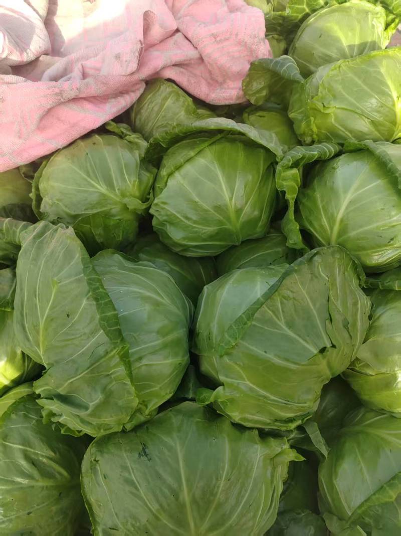 河南焦作翠绿甘蓝大量上市，各种精品蔬菜产地直供，量大从优