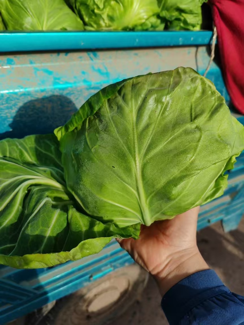 河南焦作翠绿甘蓝大量上市，各种精品蔬菜产地直供，量大从优