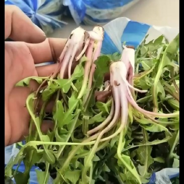 婆婆丁