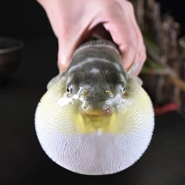 暗纹东方鲀，海水生态养殖