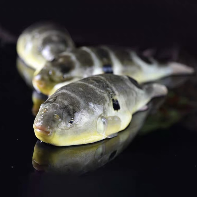 暗纹东方鲀，海水生态养殖