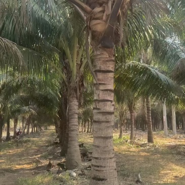 海南甜水椰子树，大量有货，对接全国市场电商平台，欢迎合作
