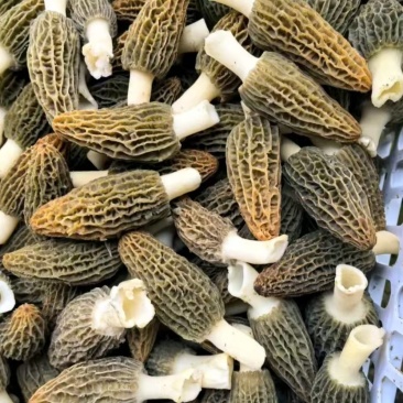 精品羊肚菌大量上市，货源多，价格低，质量好，代发全国