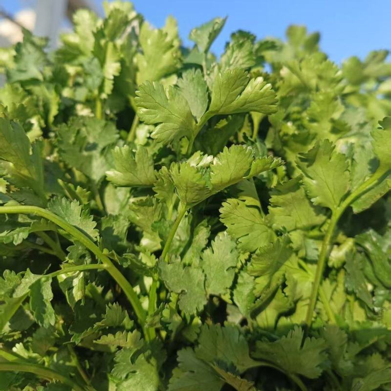 山东济宁大叶香菜现货上市产地直发一手货源欢迎选购