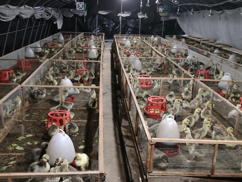 【特大种灰鹅批发】商家们注意啦！我有大型养殖场，长