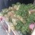 山东济宁大叶香菜现货上市产地直发一手货源欢迎选购