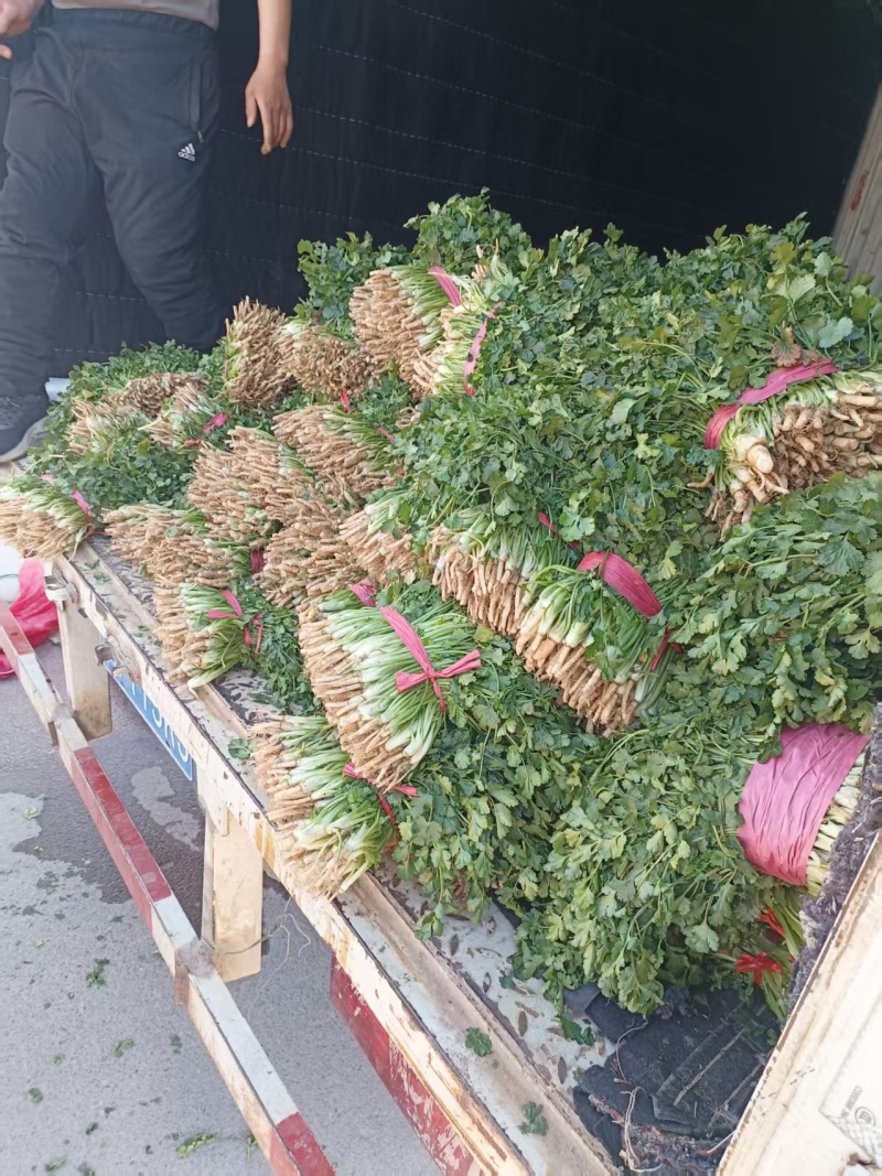 山东济宁大叶香菜现货上市产地直发一手货源欢迎选购
