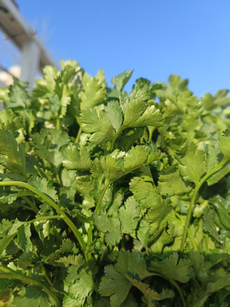 山东济宁大叶香菜现货上市产地直发一手货源欢迎选购