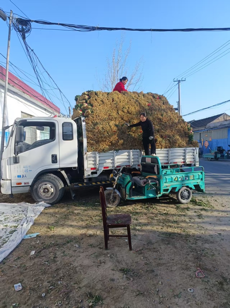 山东济宁大叶香菜现货上市产地直发一手货源欢迎选购