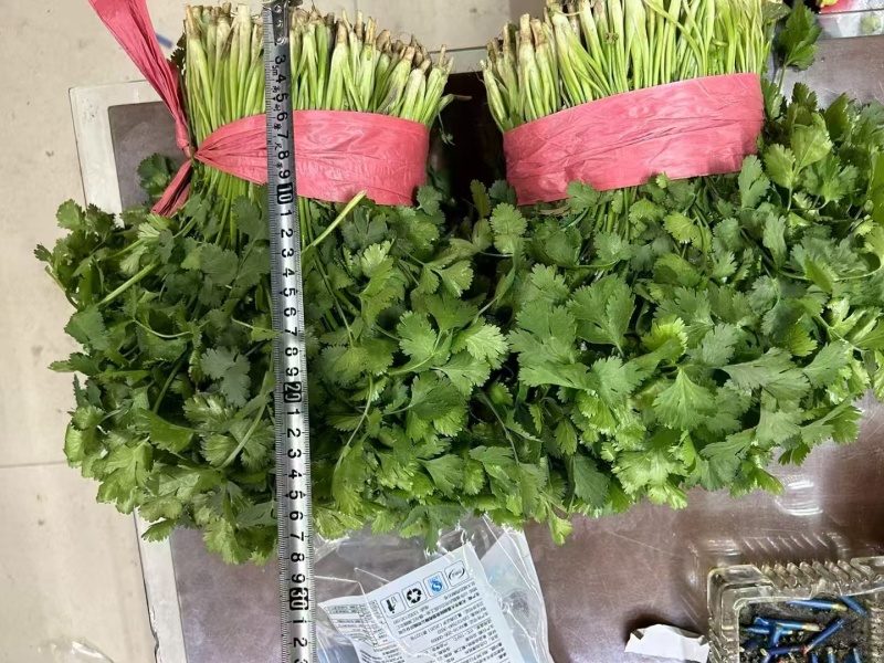 山东济宁大叶香菜现货上市产地直发一手货源欢迎选购
