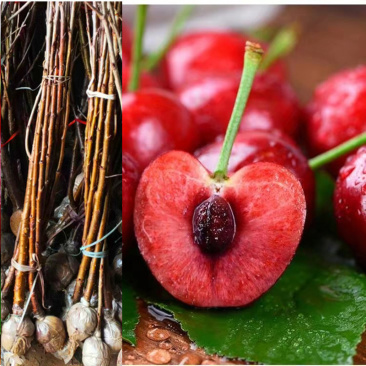 樱桃苗，车厘子玛瑙红，带泥团发货，量大优惠