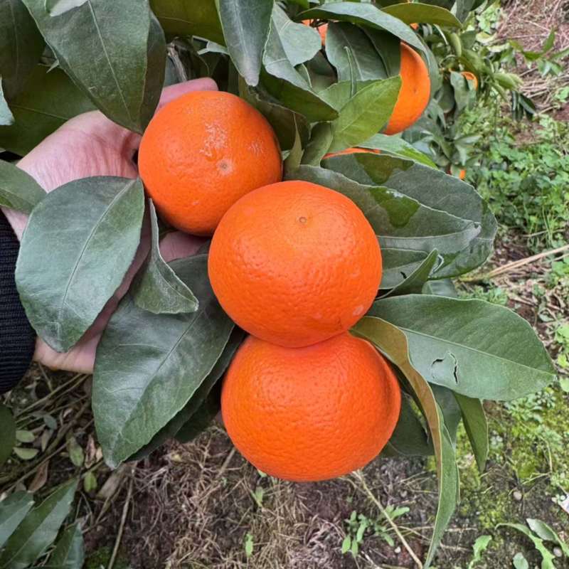 沃柑四川沃柑皮薄多汁大量供应品质保证代发全国