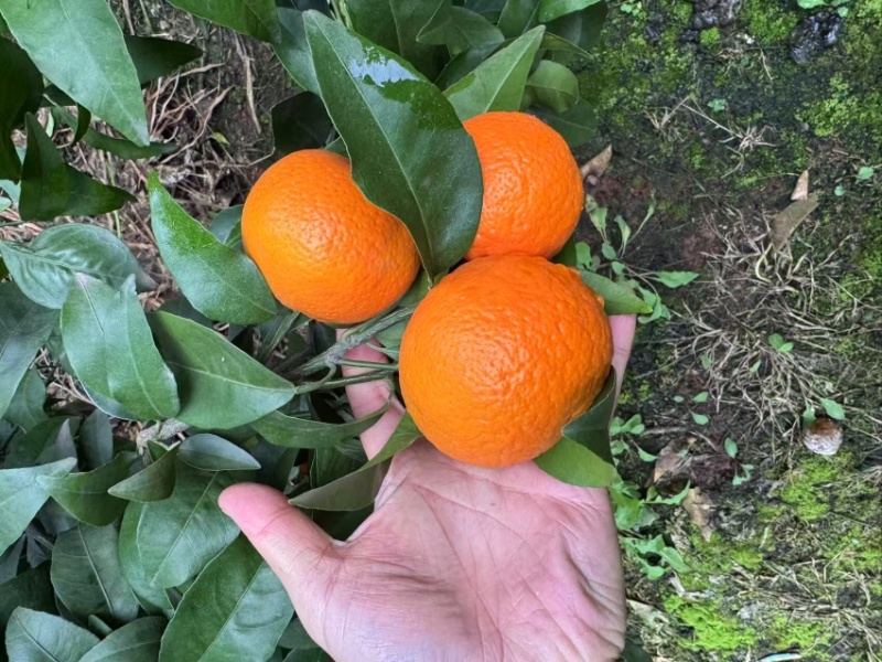 沃柑四川沃柑皮薄多汁大量供应品质保证代发全国