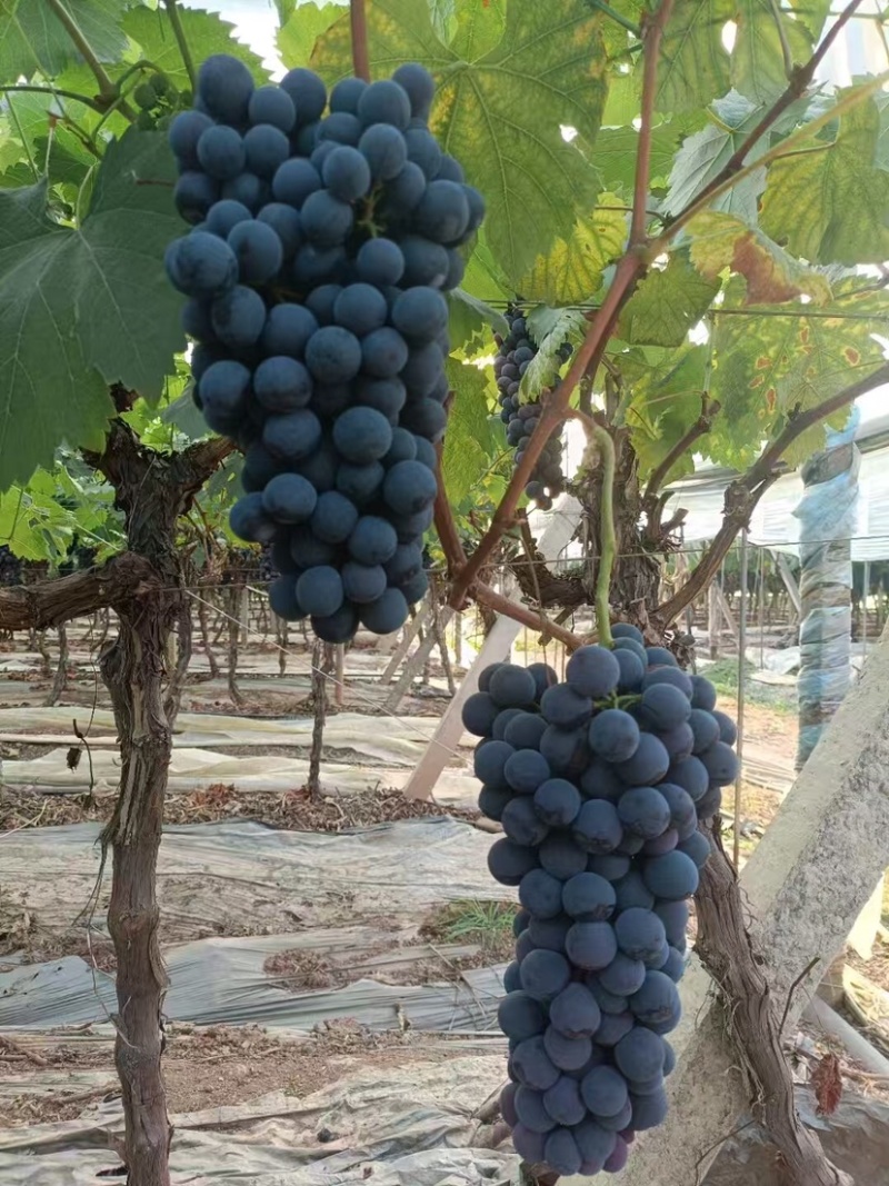 夏黑葡萄云南夏黑葡萄基地直发包熟包甜量大从优