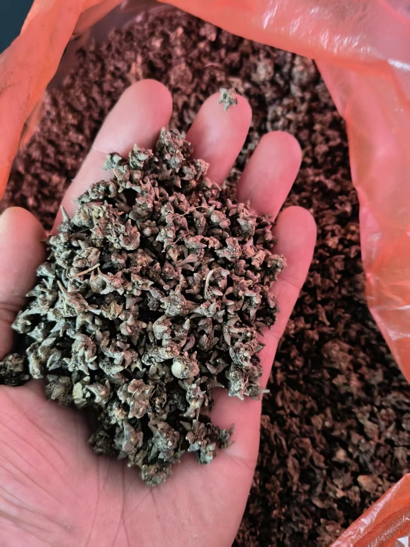 猫爪草干货