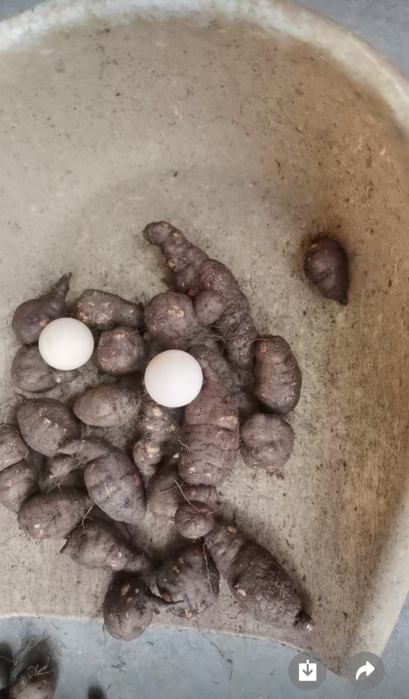 本人三叶青已种植三年，欢迎各位新老客户光临。