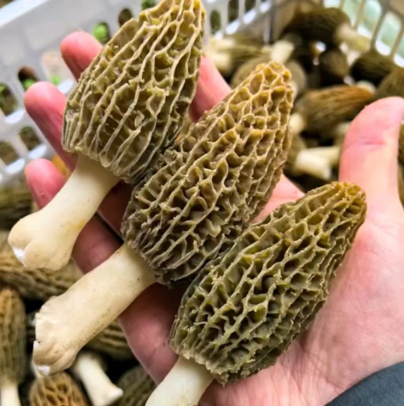 精品羊肚菌。大量现货。质量好，价格低，货源充足。质量保证