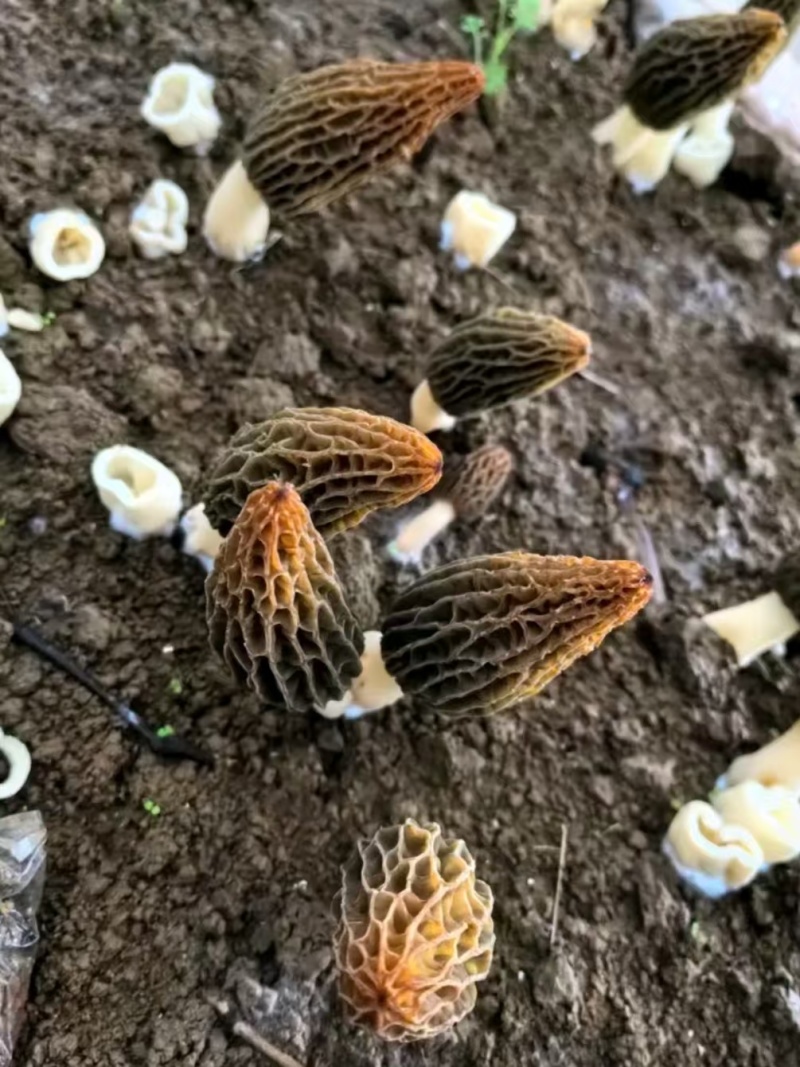 精品羊肚菌。大量现货。质量好，价格低，货源充足。质量保证