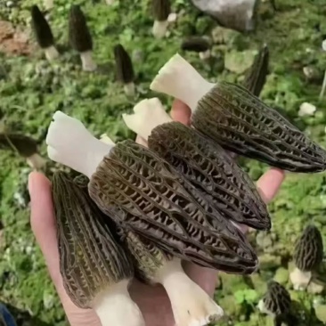精品羊肚菌。大量现货。质量好，价格低，货源充足。质量保证