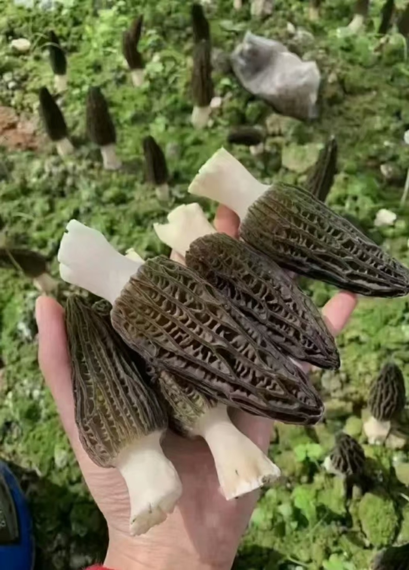 精品羊肚菌。大量现货。质量好，价格低，货源充足。质量保证