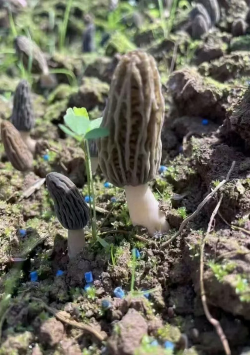 精品羊肚菌。大量现货。质量好，价格低，货源充足。质量保证