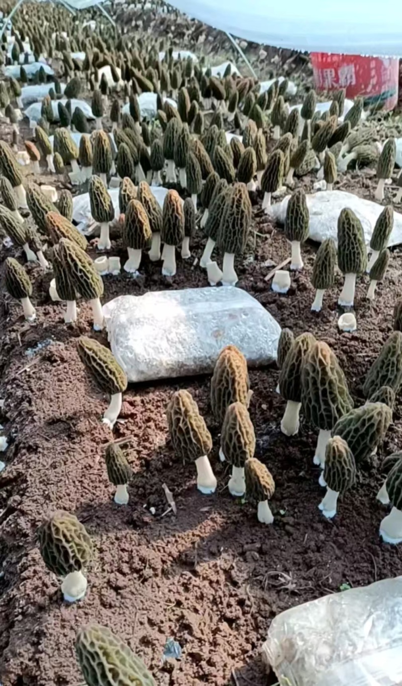 精品羊肚菌。大量现货。质量好，价格低，货源充足。质量保证