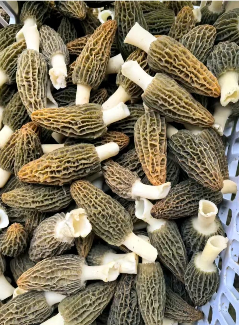 精品羊肚菌。大量现货。质量好，价格低，货源充足。质量保证