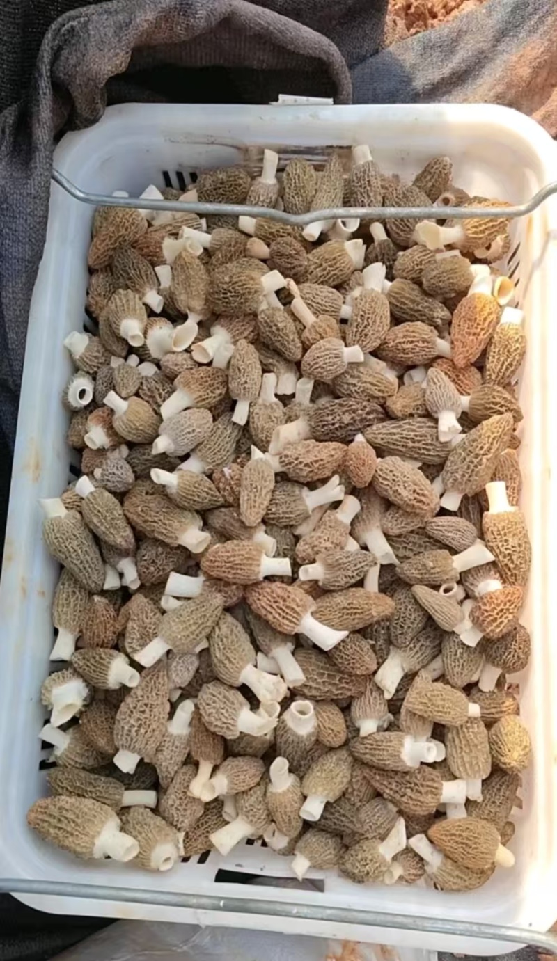 精品羊肚菌。大量现货。质量好，价格低，货源充足。质量保证