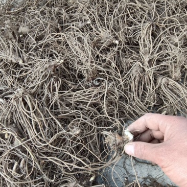 苍术苗朱砂点北苍术苗基地直发简单易管理苍术苗朱砂点北