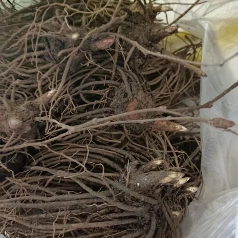 苍术苗朱砂点北苍术苗基地直发简单易管理苍术苗朱砂点北