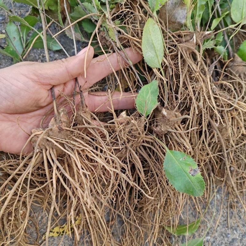 苍术苗朱砂点北苍术苗基地直发简单易管理苍术苗朱砂点北