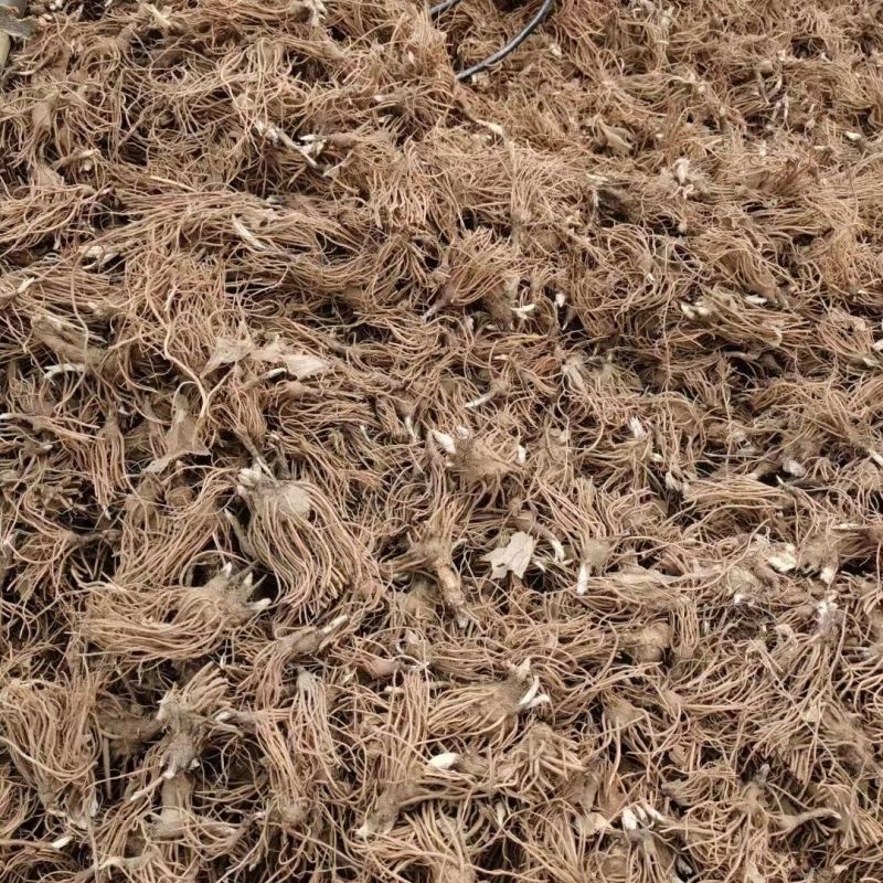 苍术苗朱砂点北苍术苗基地直发简单易管理苍术苗朱砂点北