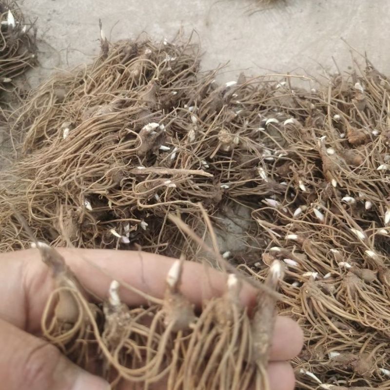 苍术苗朱砂点北苍术苗基地直发简单易管理苍术苗朱砂点北