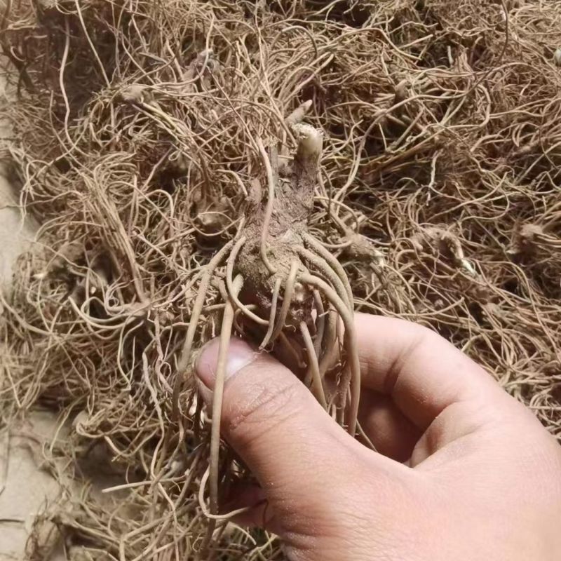 苍术苗朱砂点北苍术苗基地直发简单易管理苍术苗朱砂点北