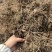 苍术苗朱砂点北苍术苗基地直发简单易管理苍术苗朱砂点北
