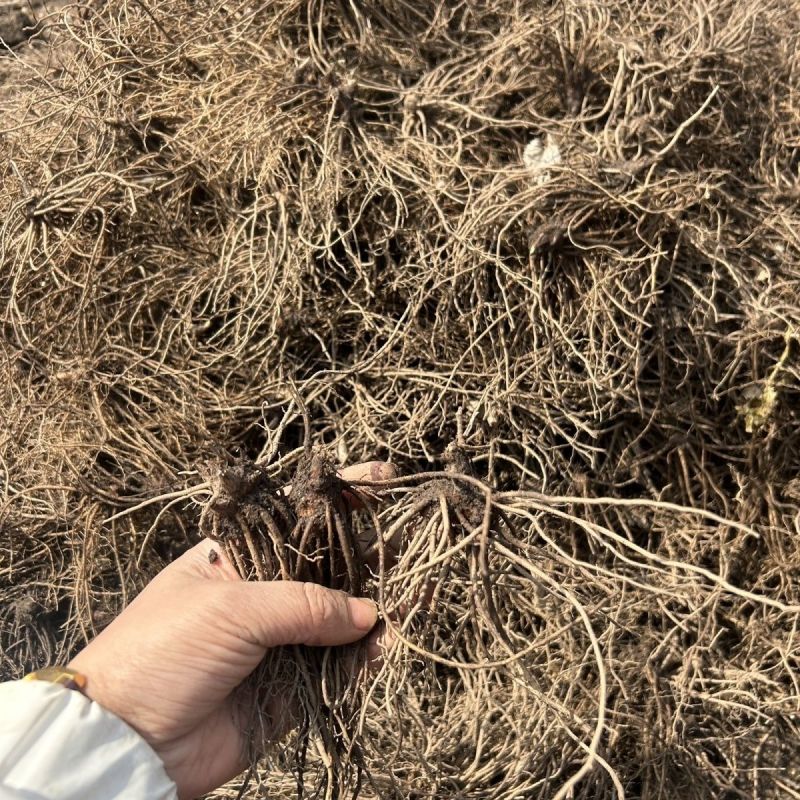 苍术苗朱砂点北苍术苗基地直发简单易管理苍术苗朱砂点北
