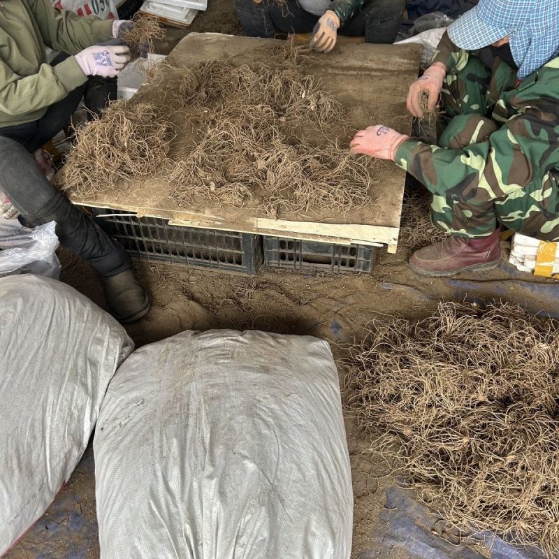 苍术苗朱砂点北苍术苗基地直发简单易管理苍术苗朱砂点北