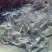 鳗鱼苗白鳗花鳗日本鳗鱼…免费提供养殖技术全国发货