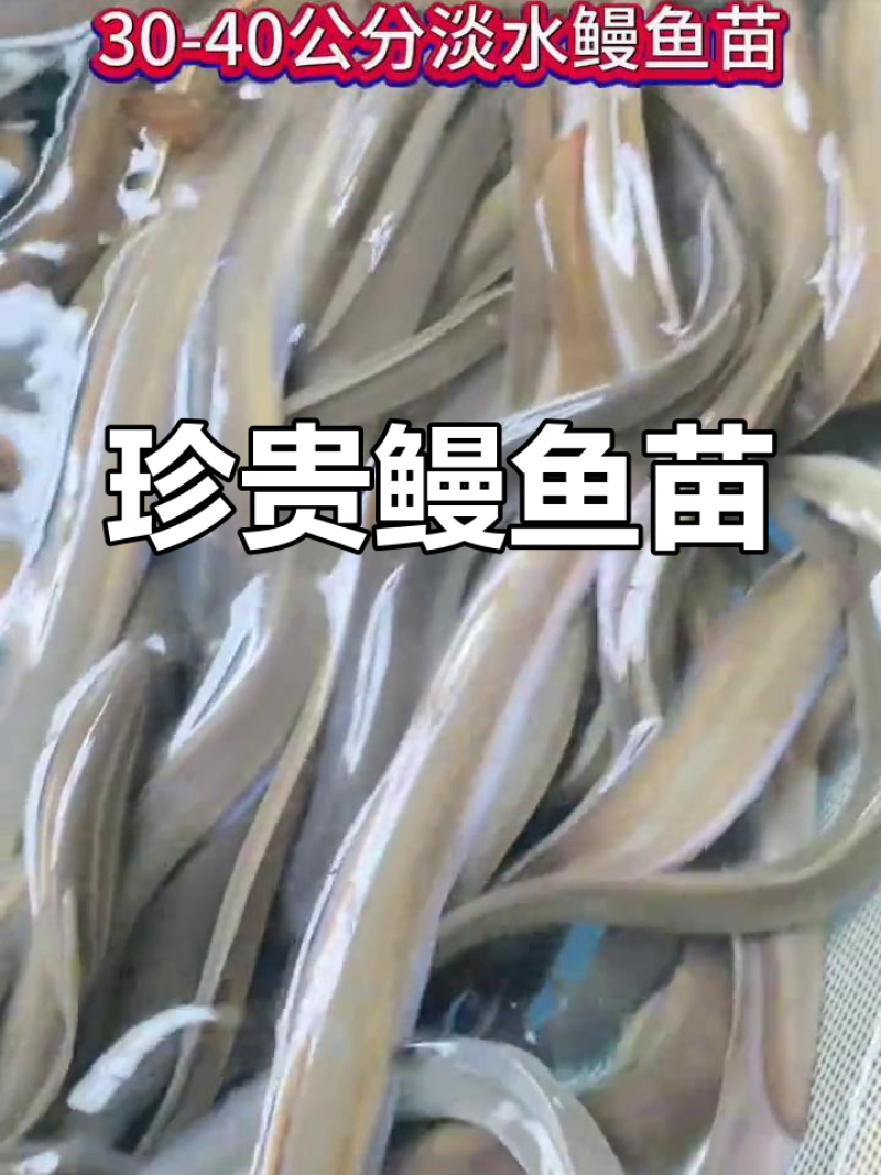 鳗鱼苗白鳗花鳗日本鳗鱼…免费提供养殖技术全国发货