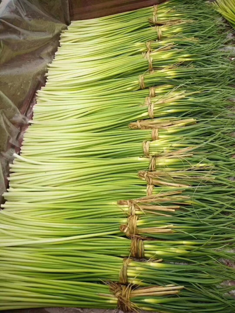 邳州市白帽蒜苔大量上市，紧接红帽蒜即将上市