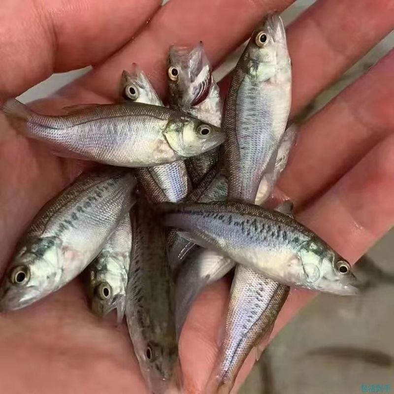 鲈魚苗热卖，基地直销免费堤共技术指导