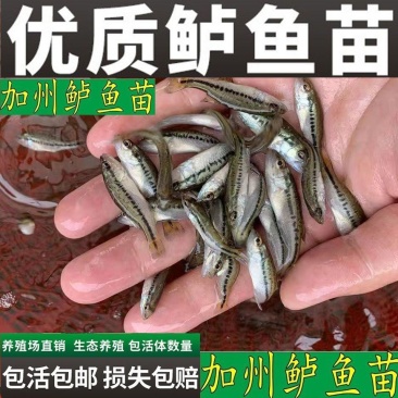 鲈魚苗热卖，基地直销免费堤共技术指导