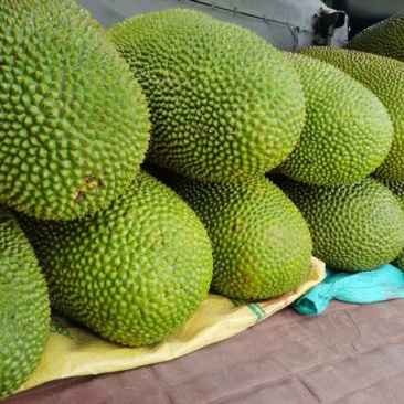 黄肉菠萝蜜