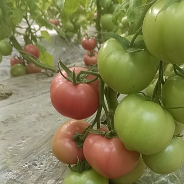 宁夏暖棚硬粉西红柿大量上市，支持各大平台