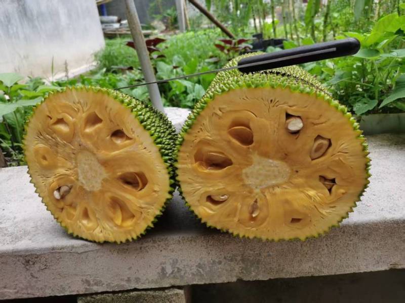 黄肉菠萝蜜