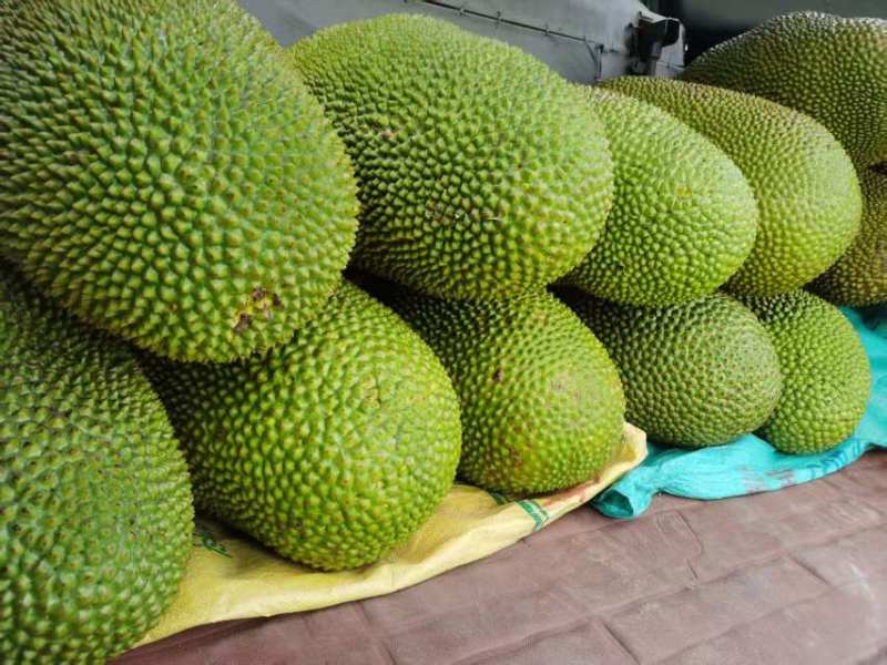 黄肉菠萝蜜