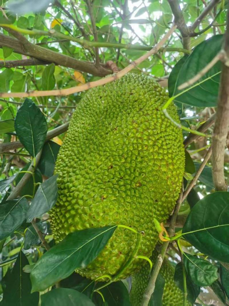 黄肉菠萝蜜