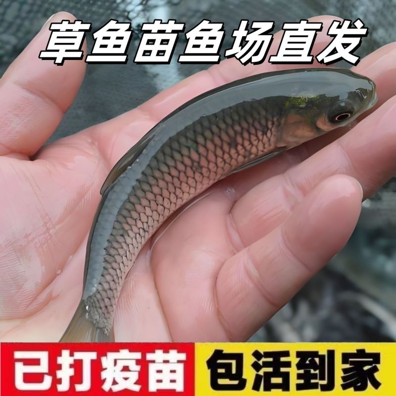 草鱼苗